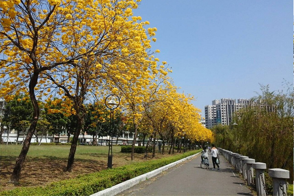 春天脚步近！高雄风铃花缤纷绽放