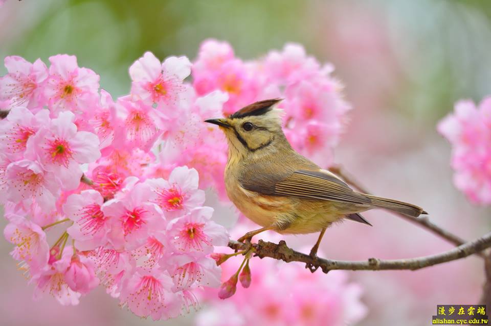 春节来“嘉”!阿里山、鳌鼓湿地赏花赏鸟玩透透