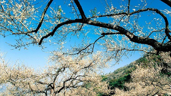 越冷越开花！武陵、南投梅花盛开扑鼻香