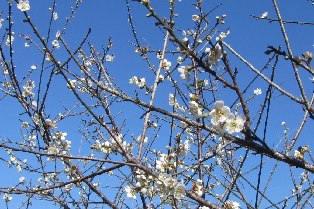 嘉义梅花怒放！梅山公园梅花似雪超浪漫