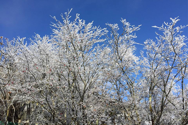 寒流来袭！太平山雾淞遍布化身梦幻银白世界