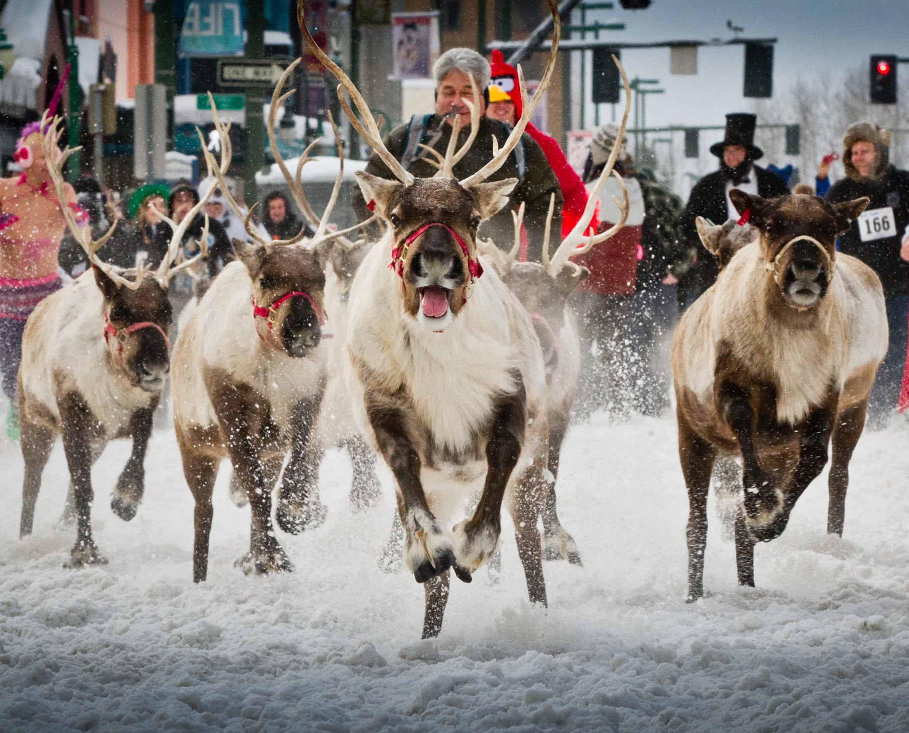 2015世界四大冰雪嘉年华开跑！阿拉斯加跑给驯鹿追超刺激
