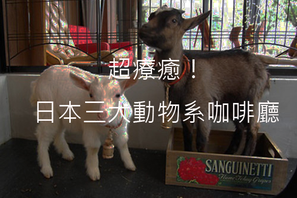 超萌！日本三大动物系咖啡厅融化你的心