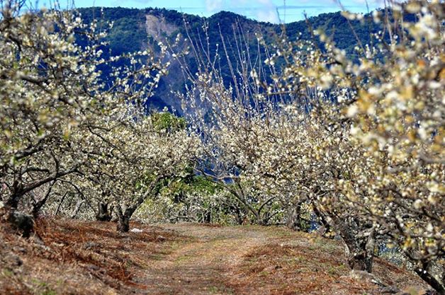 高雄六龟梅花开！400公顷“雪景”泡汤赏花去