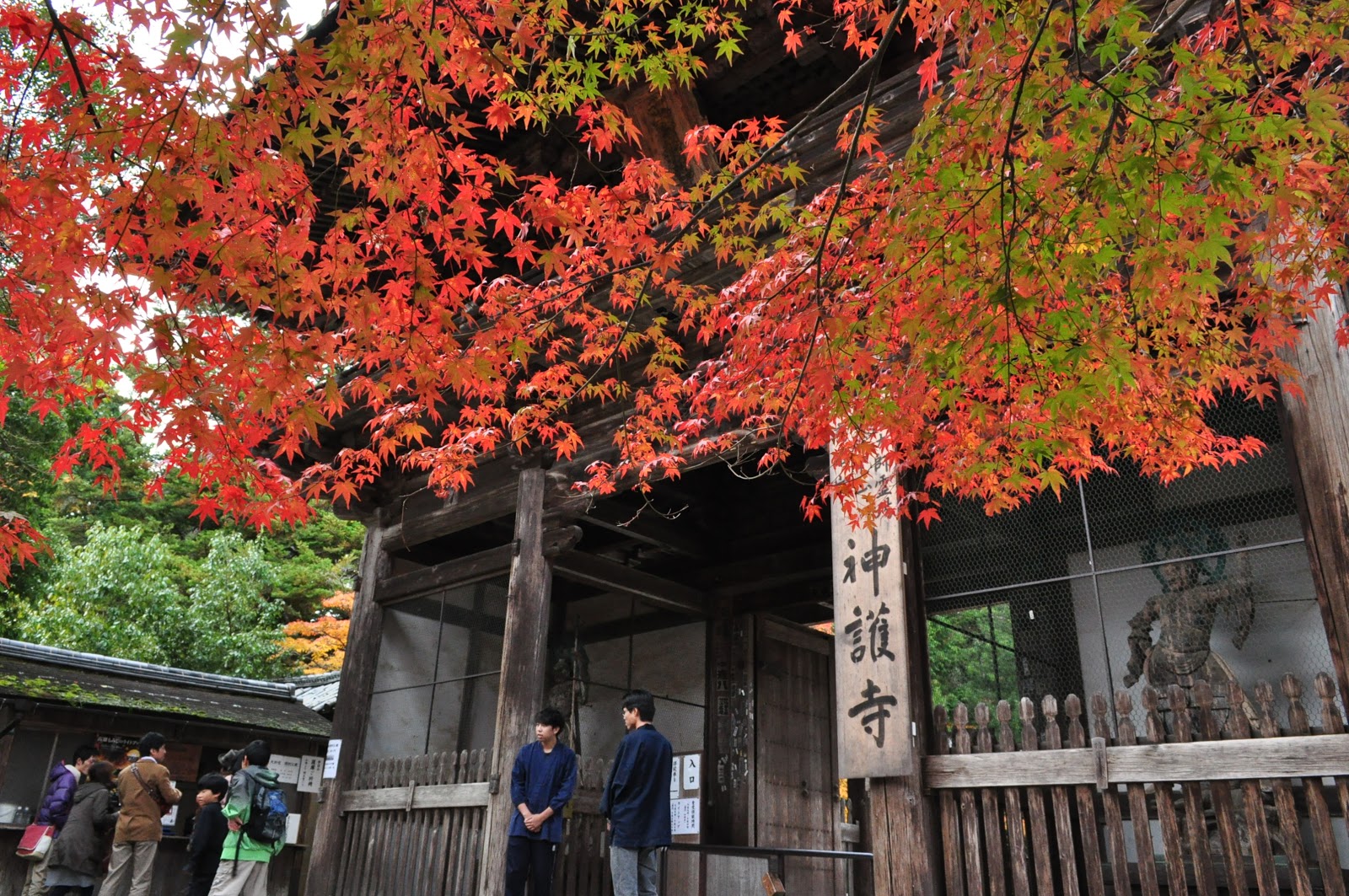去高雄赏红叶？赏枫必去京都神护寺