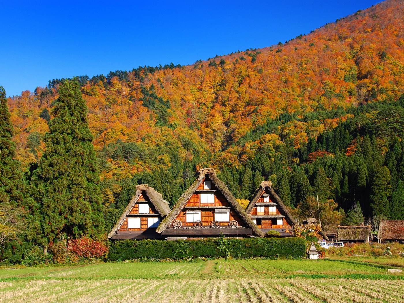 秋季白川乡世界级的枫旅行