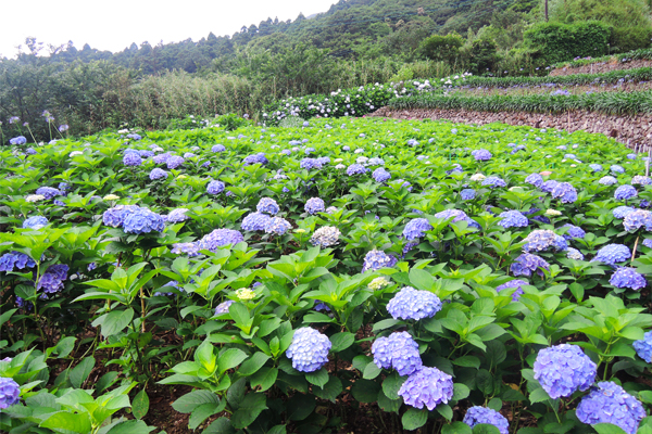 阳明山婚纱新景点！竹子湖浪漫芋恋道