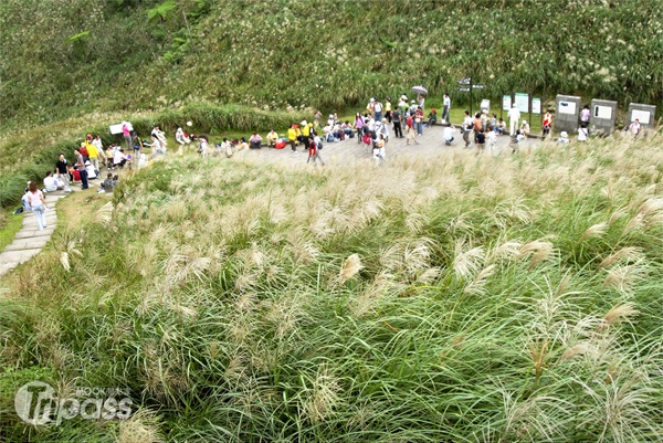 秋日银浪遍山头十大步道赏秋芒最过瘾!