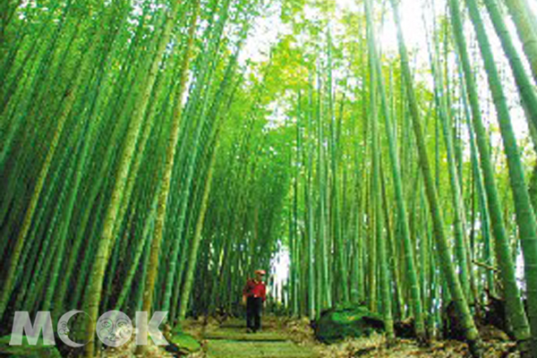 达人带路！双十连假阿里山秘境部落小旅行