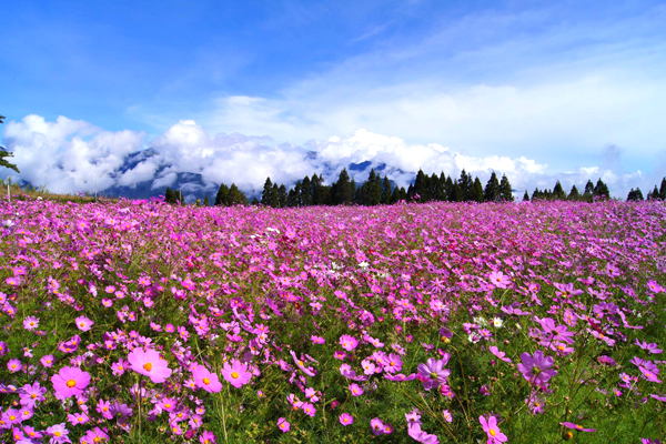 福寿山花海满载波斯菊浪漫盛开