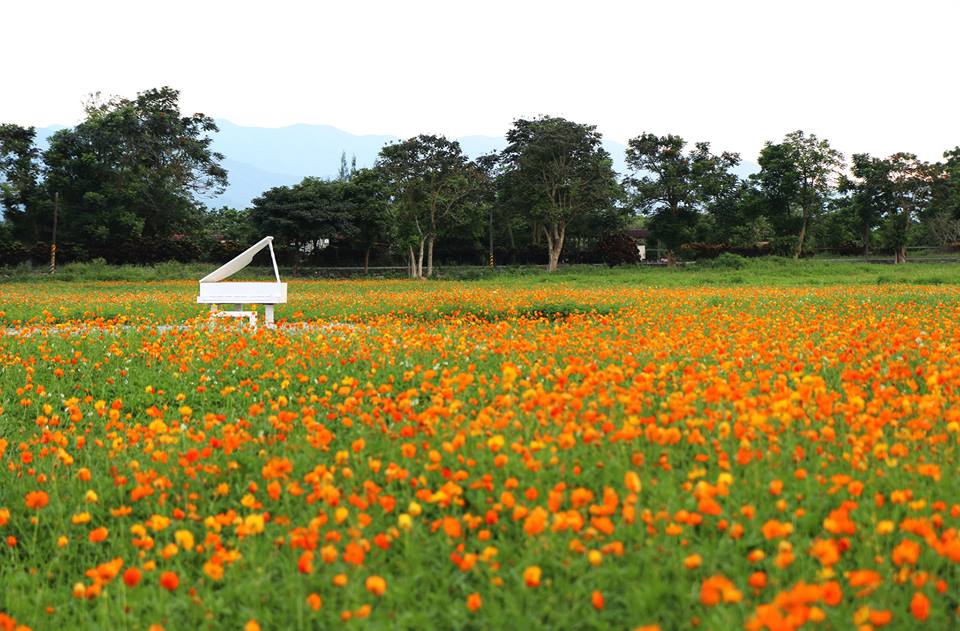 王菲花莲拍广告！兆丰农场极美成亮点
