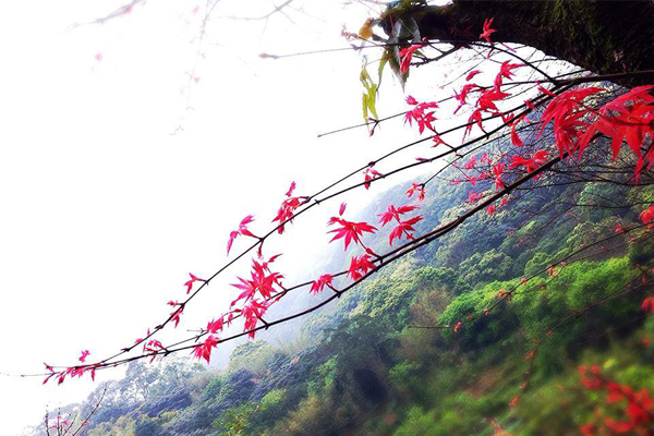 一年枫两季！台北奥万大赏尽美丽枫景