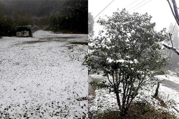 终于等到雪！阳明山乌来等地赏雪须留意交通管制