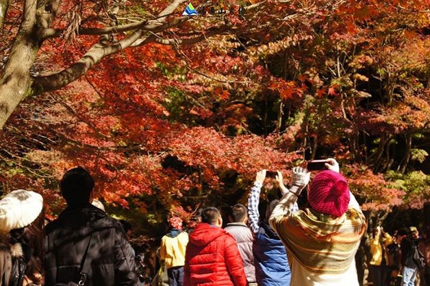 总统级的赏枫妙境福寿山农场