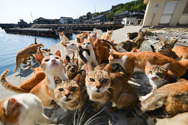 日本青岛，一座让猫奴痴迷的乐园