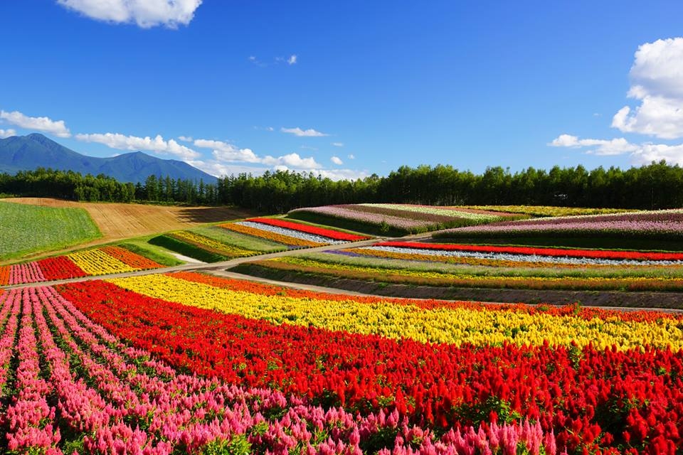 北海道超广角彩色花田四季彩之丘