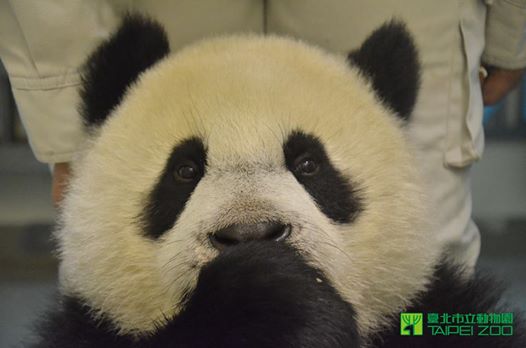 圆仔满周岁动物园举办抓周庆生会！