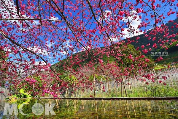 不再免费！赏樱胜地4000樱花盛开拒绝电线杆入镜
