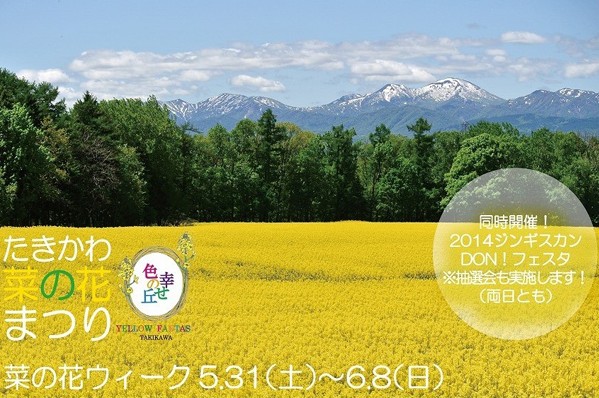 北海道泷川油菜花田季梦幻迷人的乡村风光