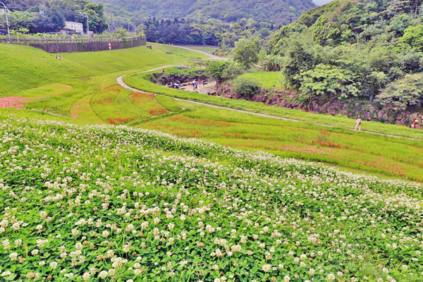 内湖大沟溪生态园区白花三叶草盛开如雪