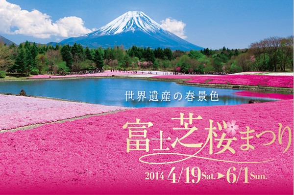富士山芝樱季梦幻开催！