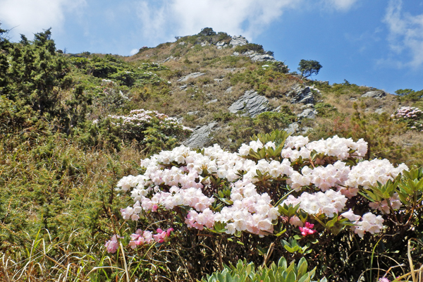 春游合欢山抓装玉山杜鹃”最佳赏花期