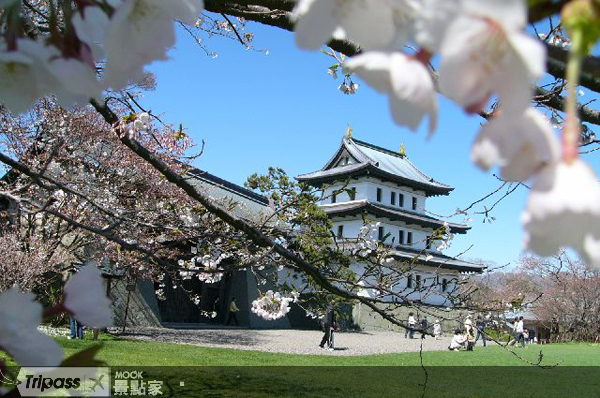 北海道松前樱花祭万株樱花满天怒放