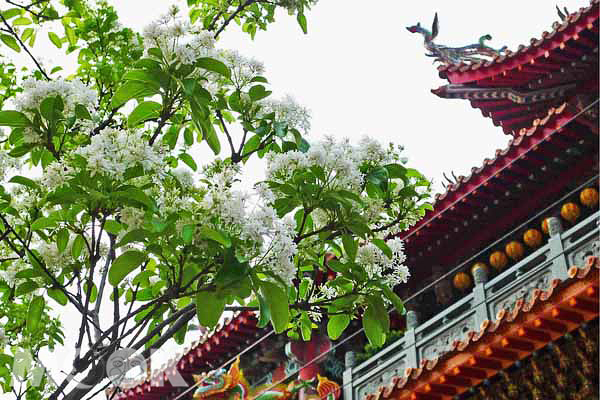 新北市花旅行7大花种接续绽放