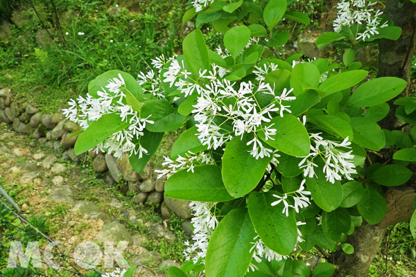内湖流苏花满树梢白石湖赏四月雪正是时候