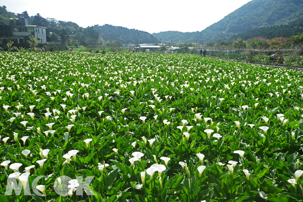 周末赏花去！北市海芋、百合、鲁冰赏花步道大集合
