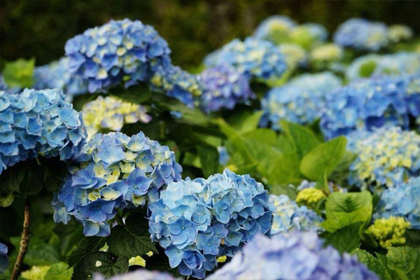 竹子湖绣球花盛开现在赏花正是时候