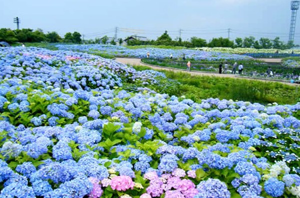 名古屋近郊著名花乡日本最大紫阳花季