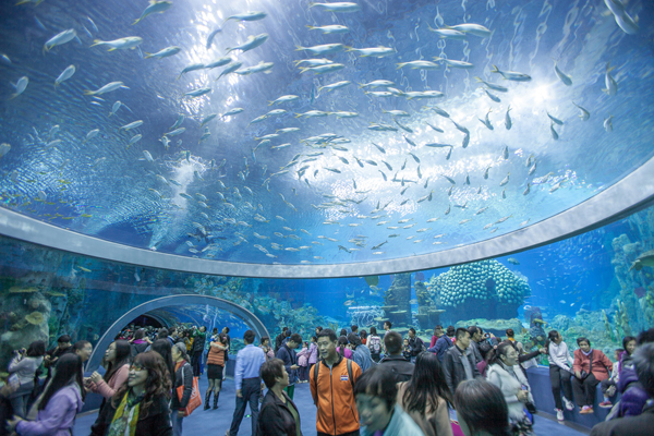 全球最大水族馆易主！中国“长隆海洋王国”创5项世界纪录