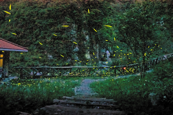 日赏花、夜访萤八仙山“桐萤季”限额登场