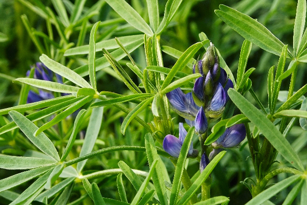 木栅猫空鲁冰花盛开沈醉茶园春日限定美景