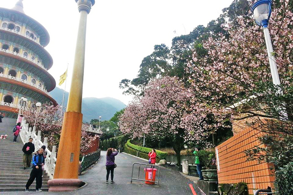 淡水天元宫樱花满开周末假日交管实施