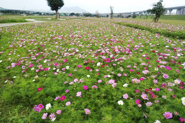 河滨花海任你采！新北水岸公园波斯菊开放“摘回家”