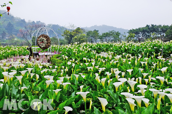 【周五玩台湾】海芋、紫藤花缤纷绽放宜兰绿色博览会周末登场