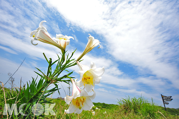 登龟山岛赏百合南岸码头大片花海最缤纷