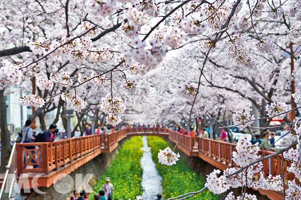 韩国樱花前线预测到星星的国度沐浴樱花雨