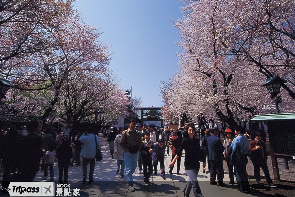 东京宣布樱花开花！2014日本樱花季正式到来