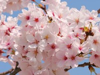 全日本赏樱名所特辑相约一同去赏樱