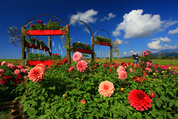 2013南投花卉嘉年华花卉实况线上立即看