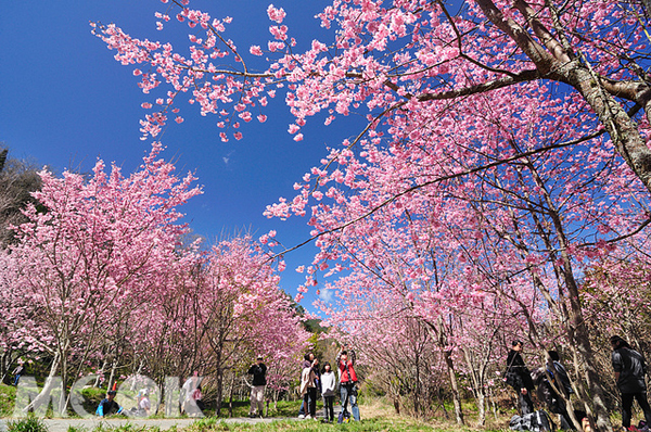 武陵樱花季登场入园限额每日6千人