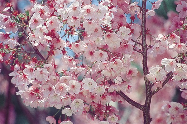 春樱绽放跟着APP前进日本赏樱去