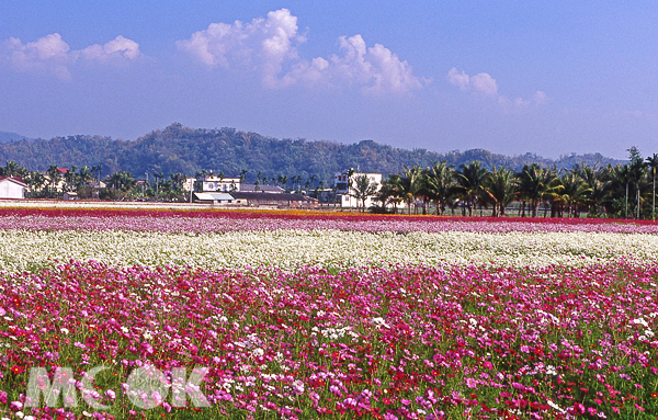 【新年出游】樱花步道×缤纷花海全台赏花走春情报