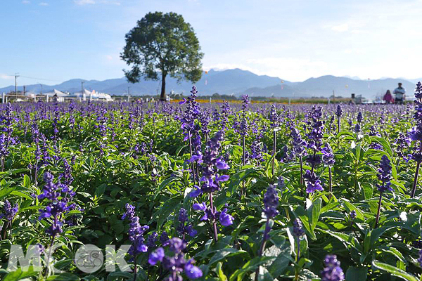 新社花海缤纷绽放30公顷花海编织台中浪漫秋景
