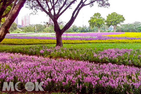 古亭深秋花海绽放河滨花毯约会超浪漫