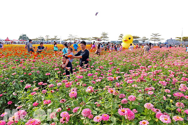 桥头“花田喜事”黄色小鸭悠游高雄花海