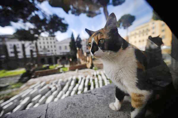 猴硐猫村超人气登上世界6大猫咪景点